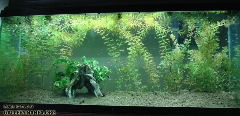 55 gallon tank