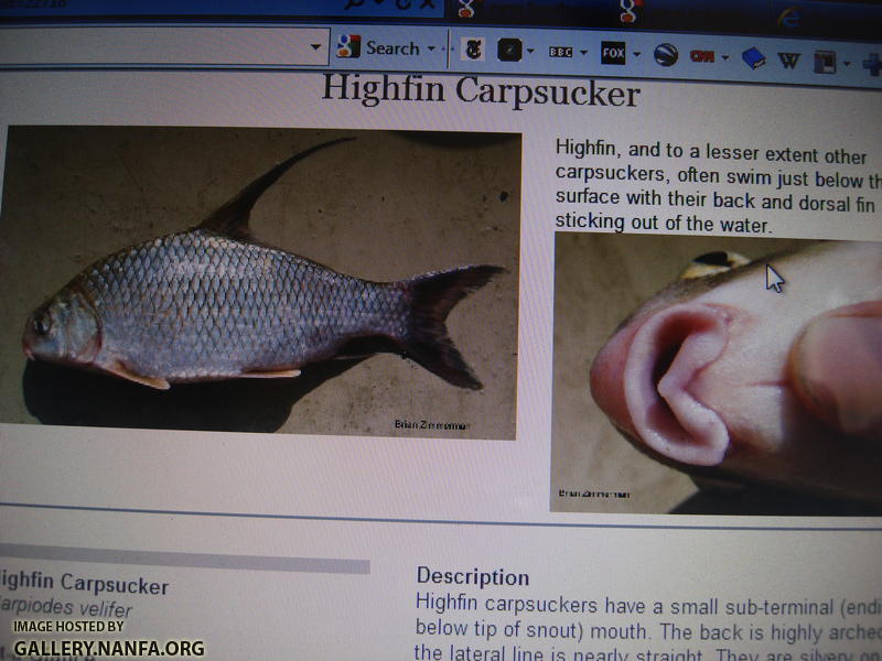 Highfin Carpsucker ID photo taken of Ohio DNR website