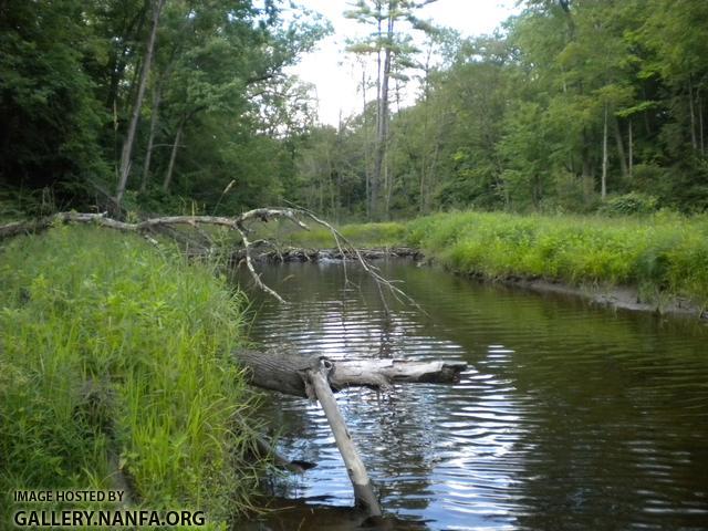 LB beaver dam