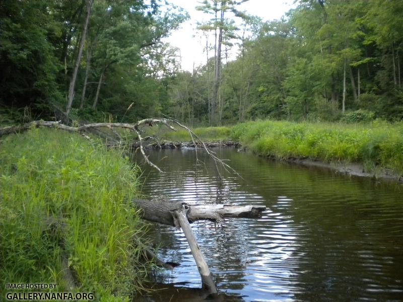 LB beaver dam