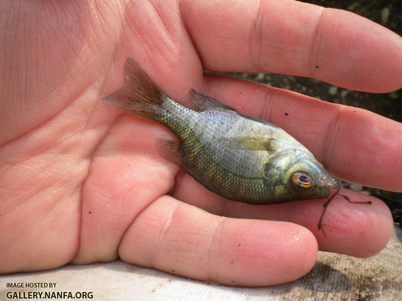 c river bluegill