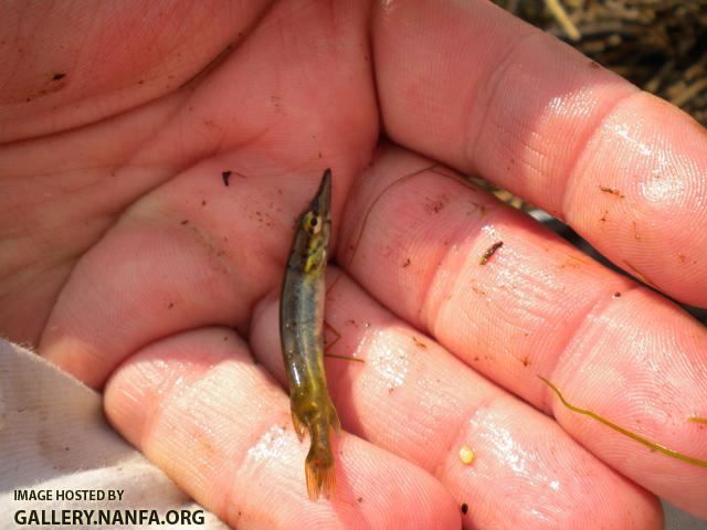 c river esox 1