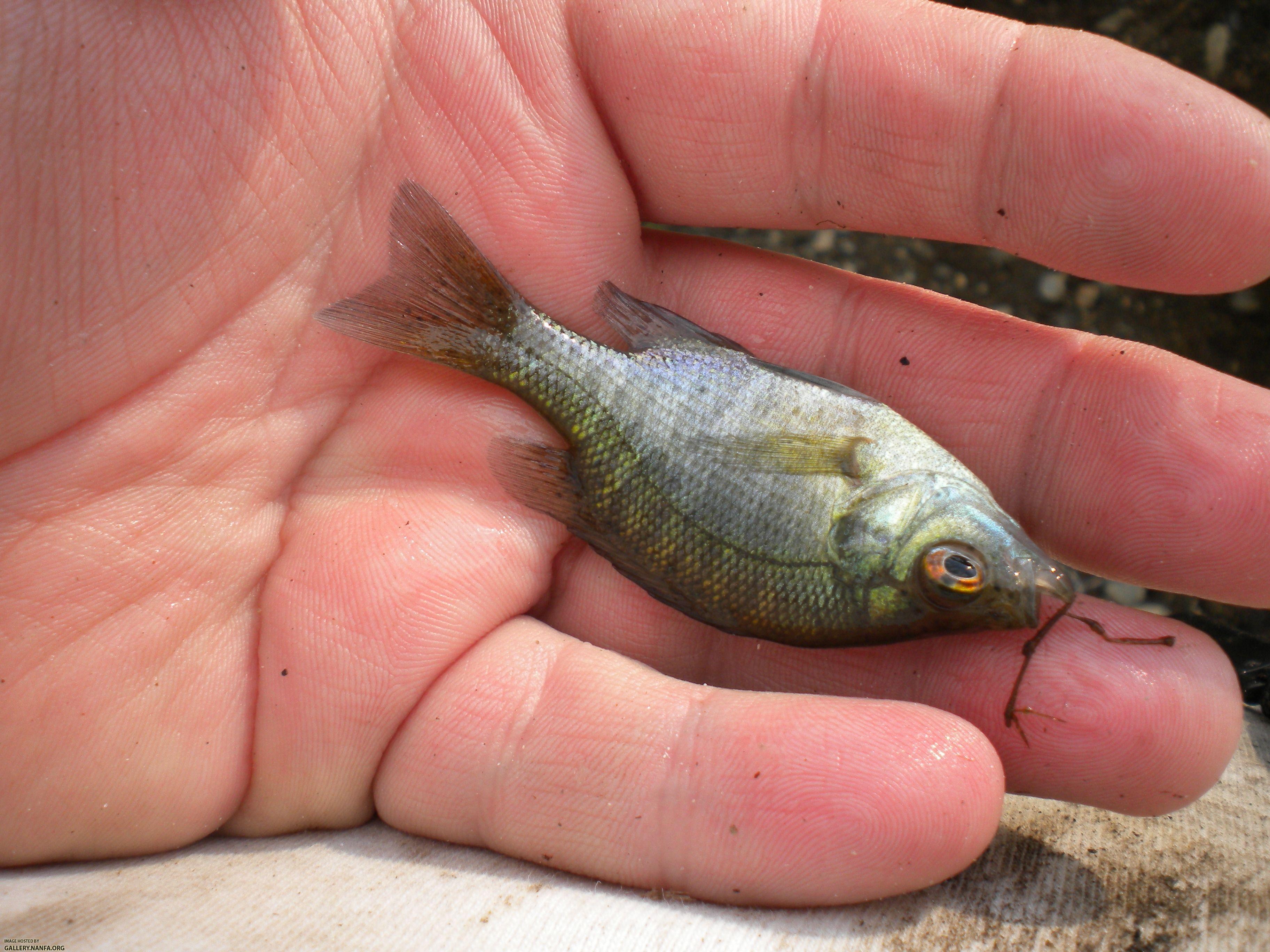 c river bluegill