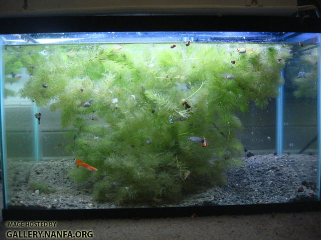 livebearer breeding tank with too little Ceratophyllum demersum. 