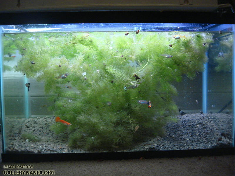 livebearer breeding tank with too little Ceratophyllum demersum. 