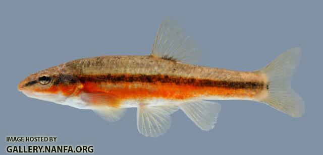 Rhinichthys atratulus Eastern Blacknose Dace 