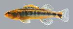 Percina roanoka  Roanoke Darter  