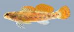 Etheostoma podostemone Riverweed Darter  1.3