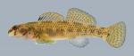 Etheostoma podostemone Riverweed Darter 2.2 