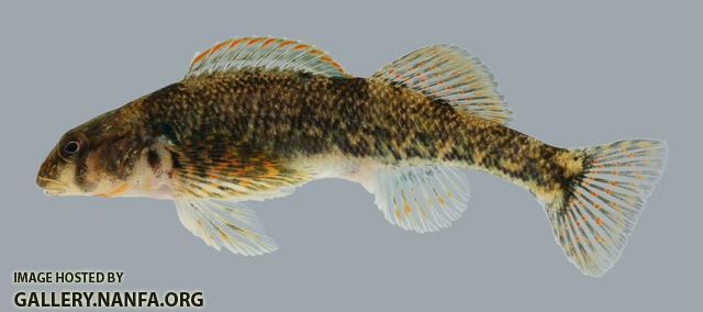 Etheostoma kanawhae  Kanawha Darter