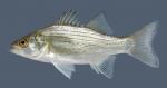 Morone chrysops  White Bass 1.3