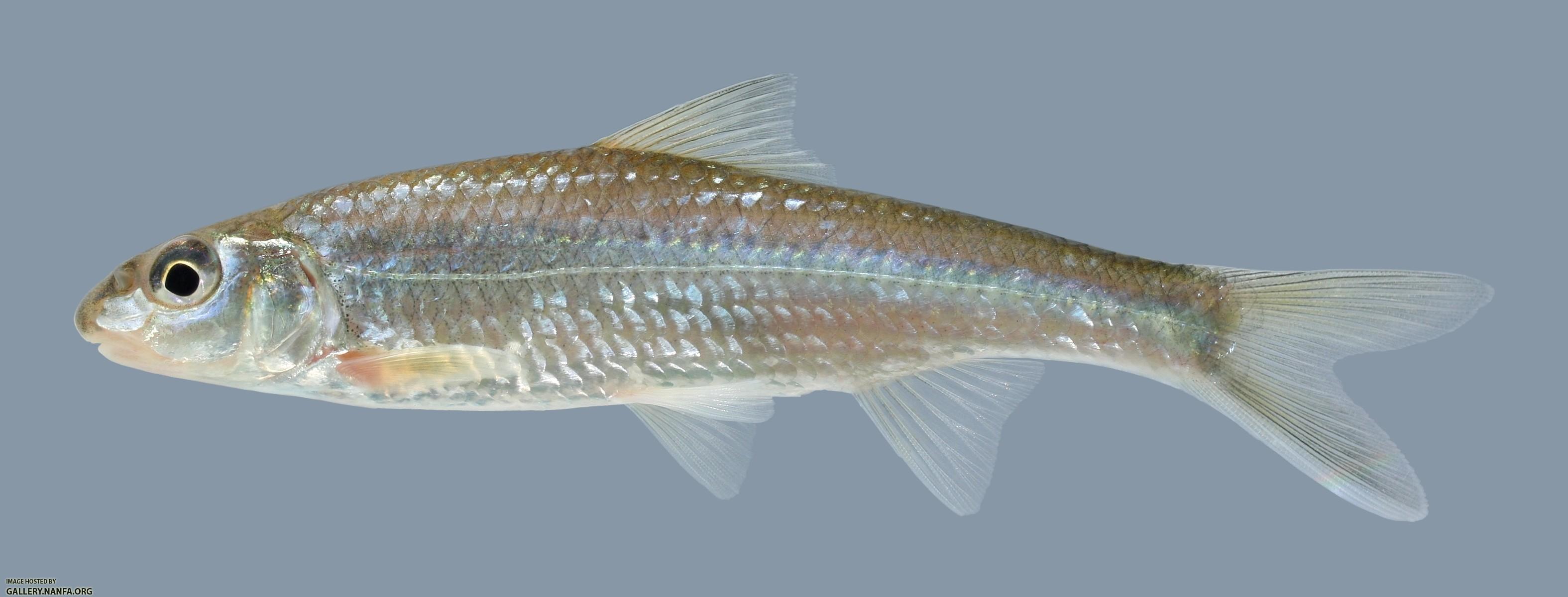 Macrhybopsis storeriana Silver Chub 1.2