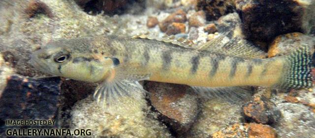 Fantail Darter