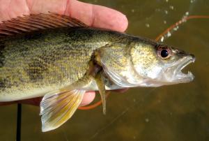 Walleye