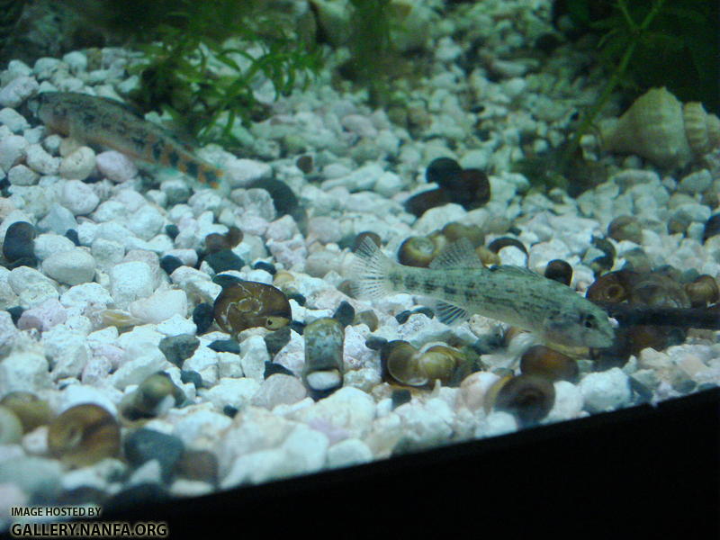 Two Etheostoma spectabile darters sit near one another