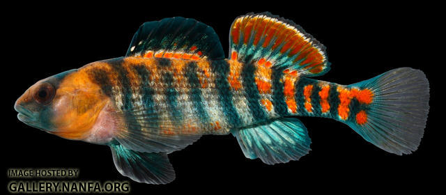 Etheostoma  spectabile