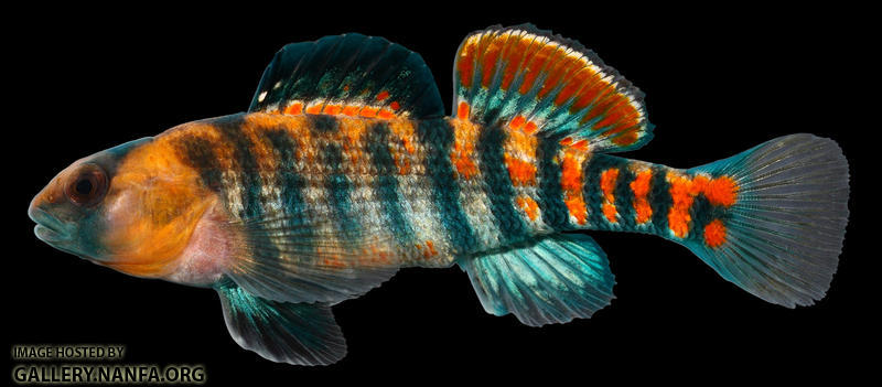 Etheostoma  spectabile