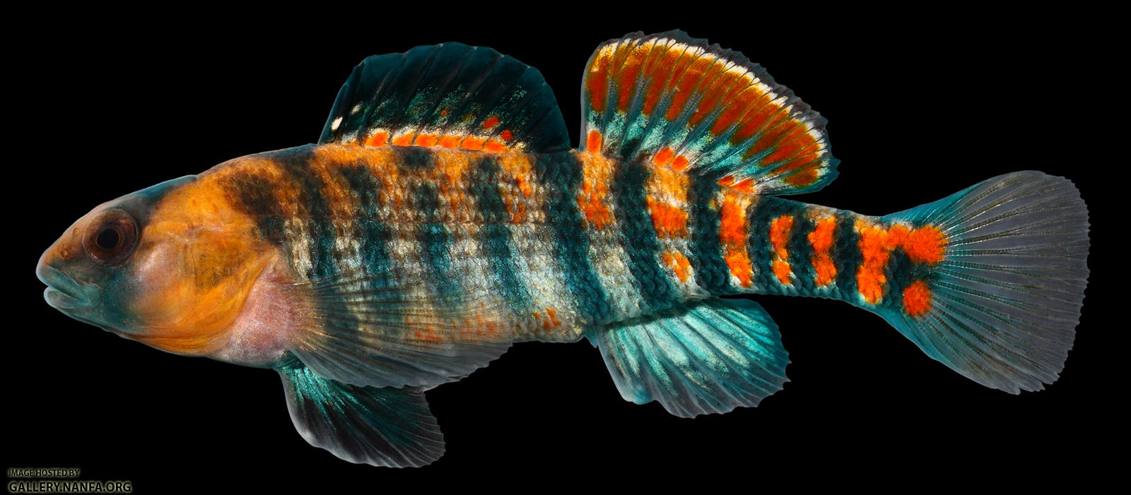 Etheostoma  spectabile