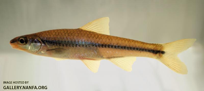 candler creek Rosyface Chub