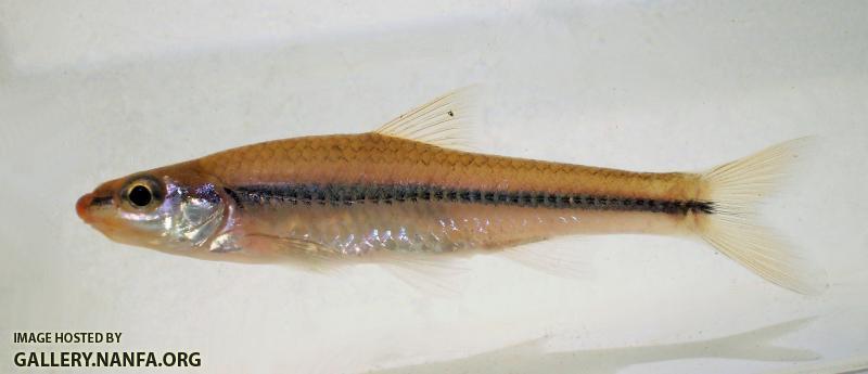 north oconee Rosyface Chub