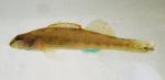 north oconee Turquoise Darter A