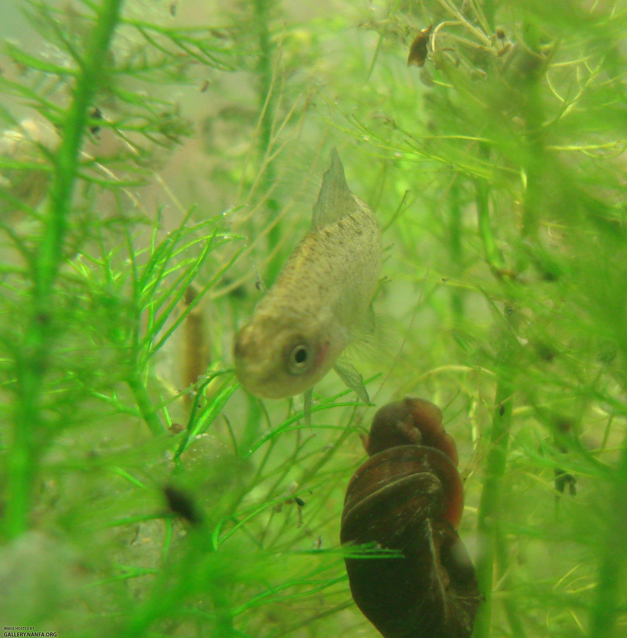 elassoma gilberti male in myriophyllum pinnatum