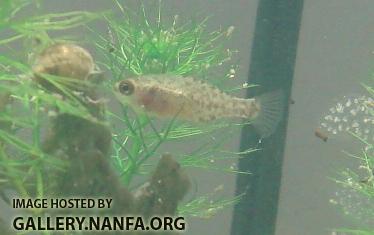 female in the myriophyllum pinnatum