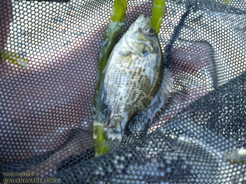 conn 2 big rock bass 3