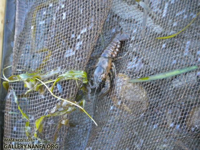 conn 2 crayfish 2