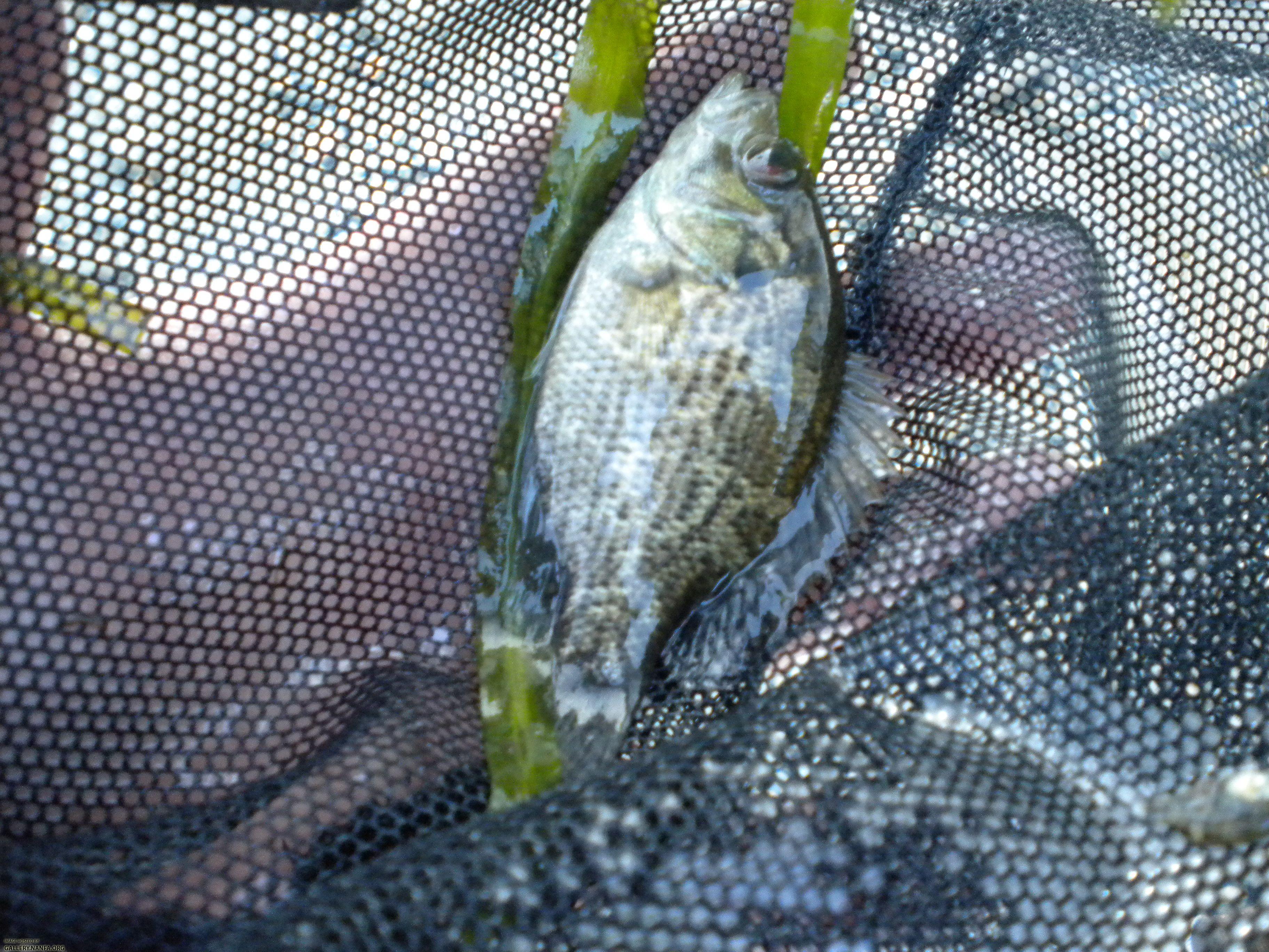 conn 2 big rock bass 3