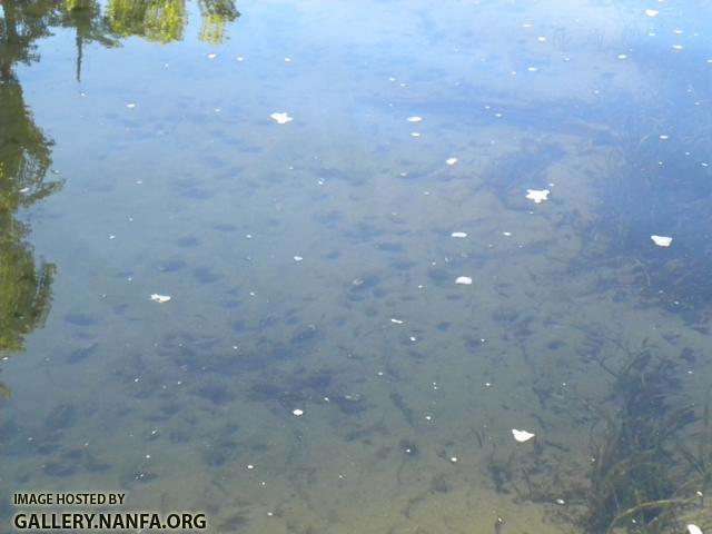 mussel beds excellent