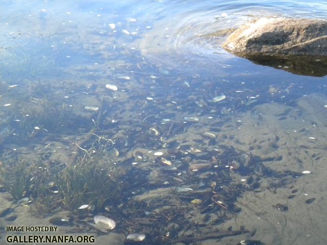 mussel beds excellent 2