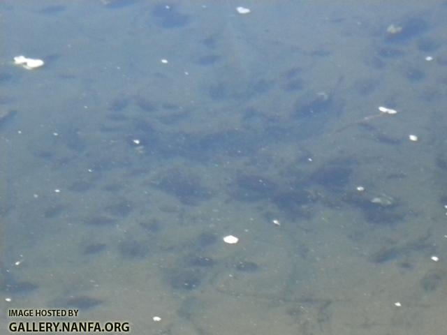 mussel beds good