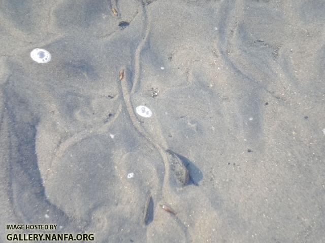 mussel tracks