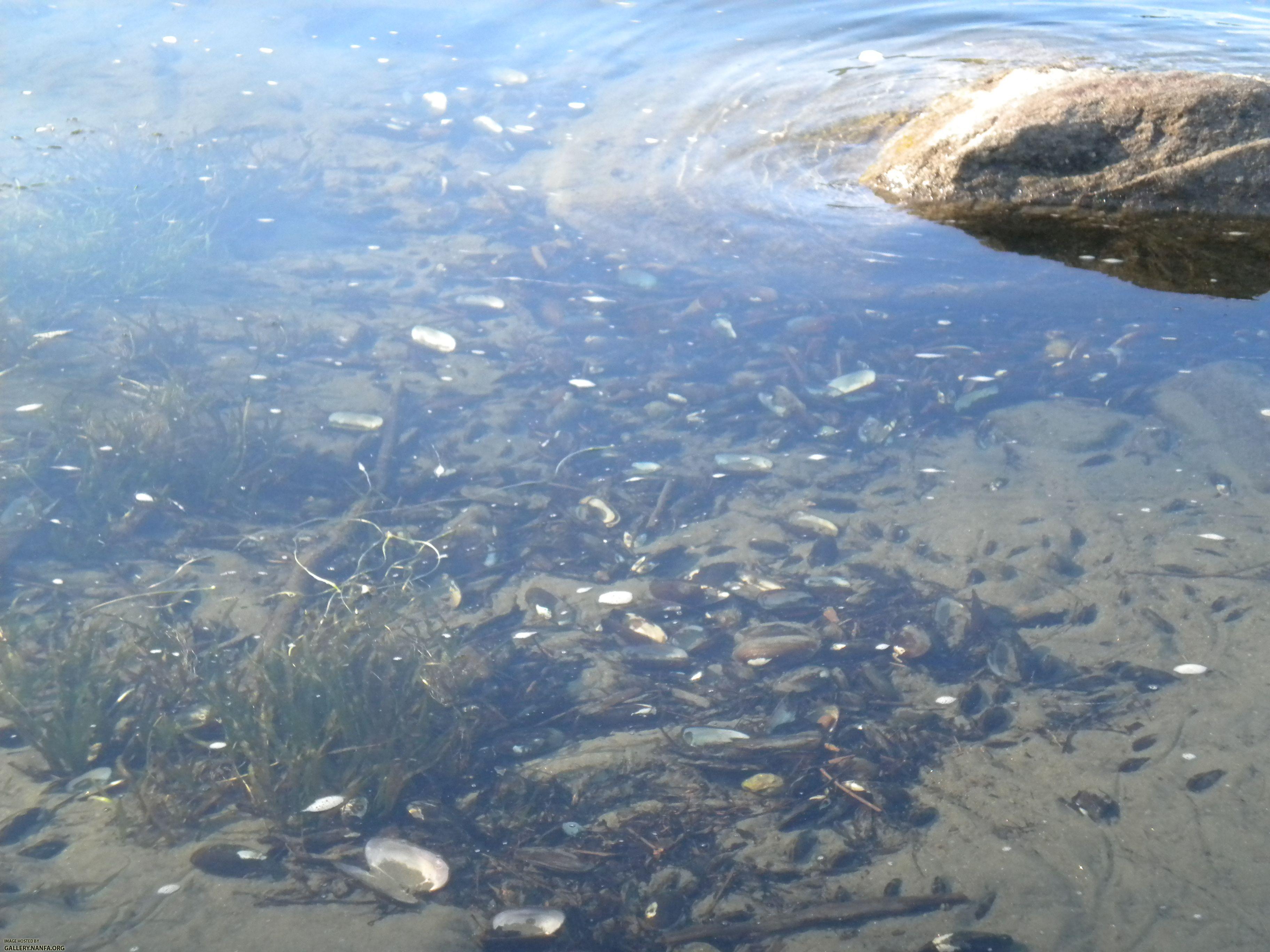 mussel beds excellent 2