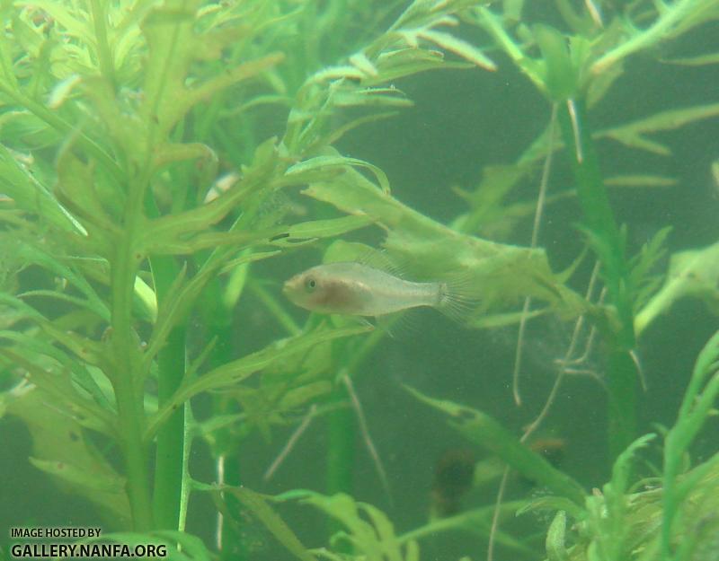 elassoma gilberti in hygrophila difformis