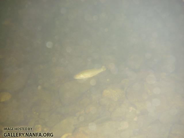 baby smallmouth underwater