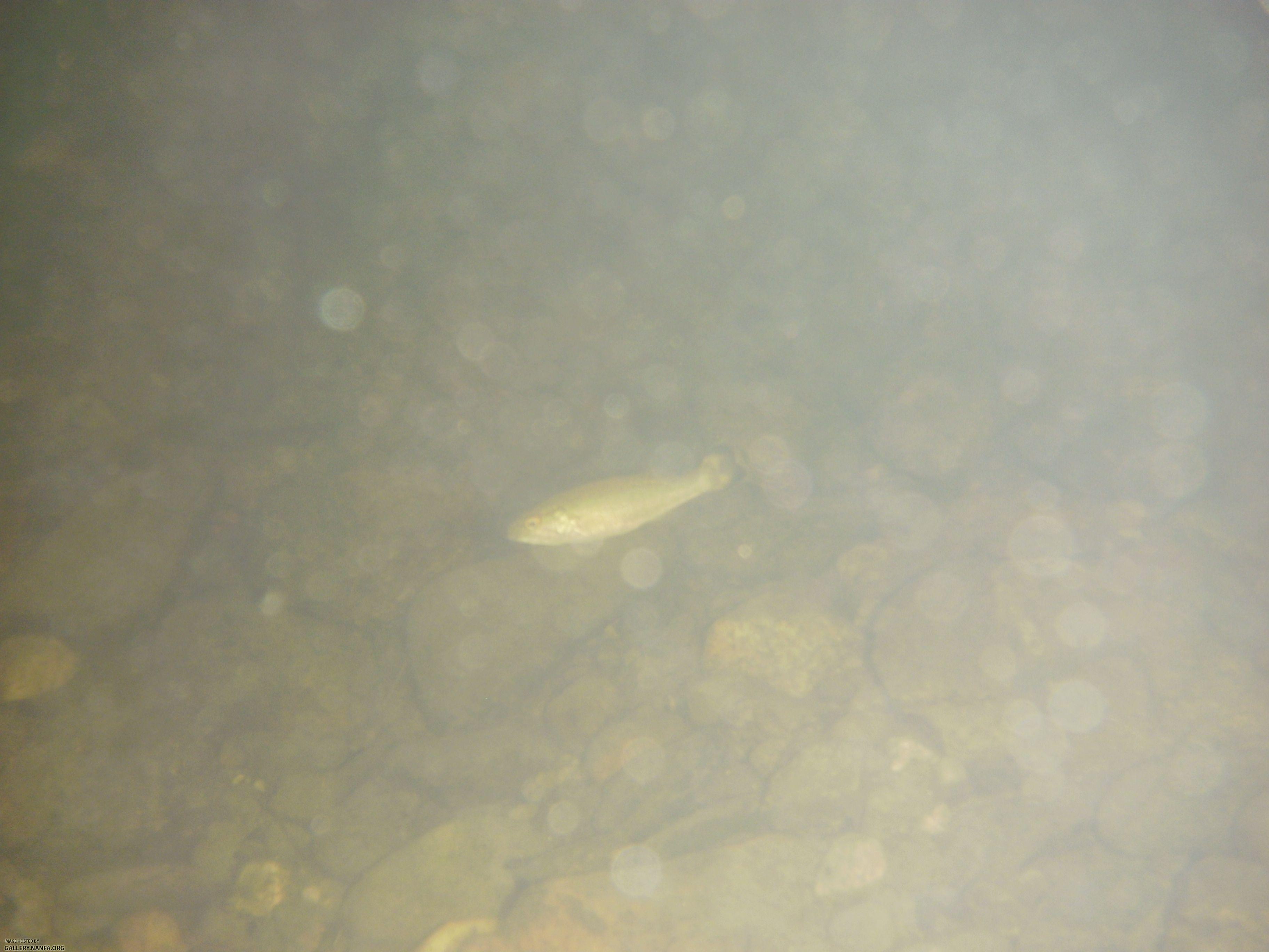 baby smallmouth underwater