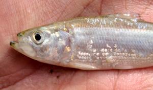 Skipjack Herring