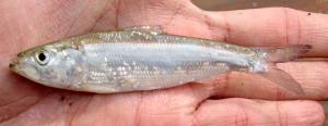 Skipjack Herring