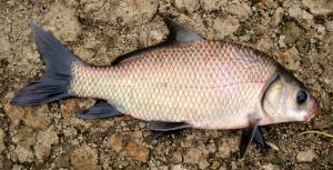 Smallmouth Buffalo