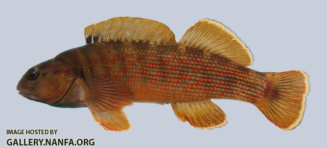 Etheostoma camurum Bluebreast Darter 