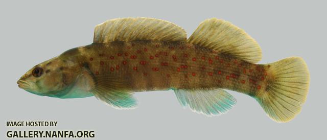 Etheostoma maculatum  Spotted Darter 1