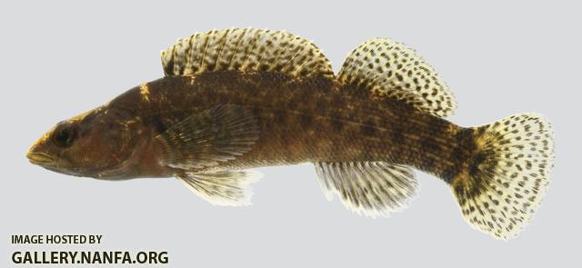 Etheostoma maculatum Spotted Darter 3