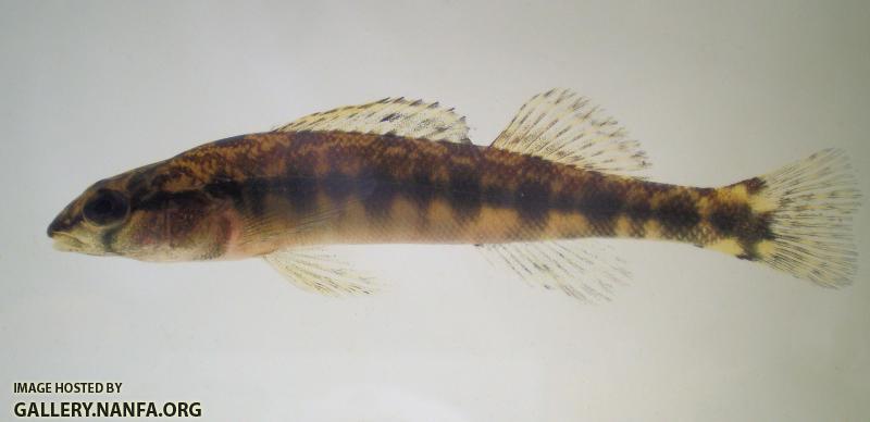 blackbanded darter 1