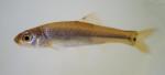 bullhead minnow