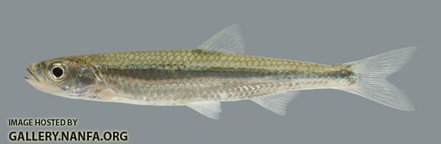 Notropis photogenis  Silver Shiner