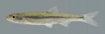 Notropis photogenis  Silver Shiner