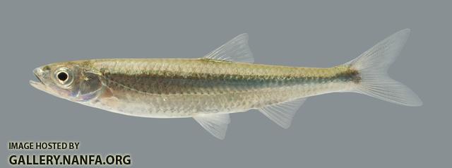 Notropis photogenis Silver Shiner