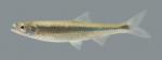 Notropis photogenis Silver Shiner